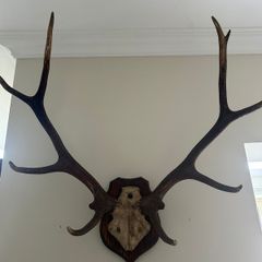 Antlers of the Schomburgk's deer