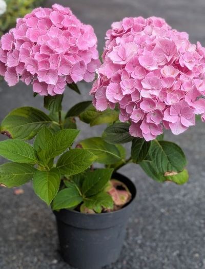 Hydrangea