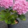 Hydrangea Image 5