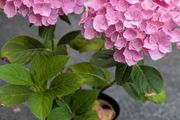 Hydrangea
