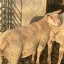 Purebred charollais ram and ewe lambs Image 3