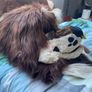 Brown Fox Fursuit Image 6
