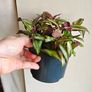 Tradescantia Discolor Multicolour large plant Image 2