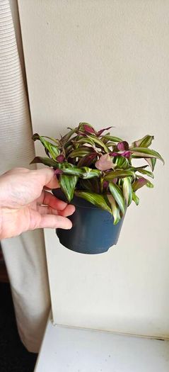 Tradescantia Discolor Multicolour large plant