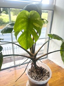 Monstera Thai- Constellation