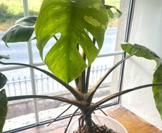 Monstera Thai- Constellation
