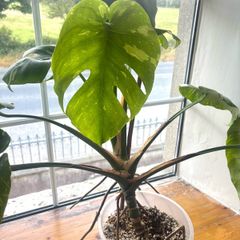 Monstera Thai- Constellation