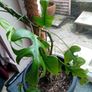large monstera Minima with wicker pot Image 6