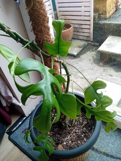 large monstera Minima with wicker pot