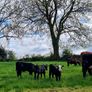 First calved Heifers Image 6