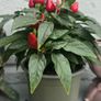 ornamental pepper Image 3