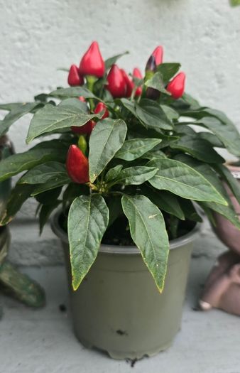 ornamental pepper