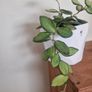 hoya burtoniae variegated Image 2