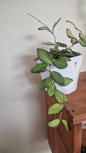 hoya burtoniae variegated
