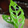 Monstera Obliqua Peru Image 4