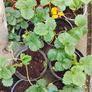 Organic Strawberry plants Image 5