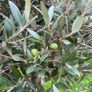 Olive Tree Image 2
