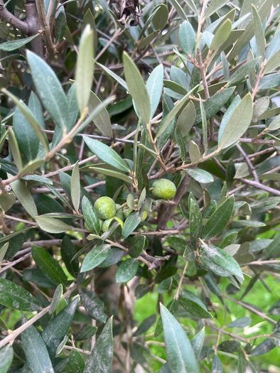 Olive Tree