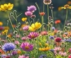 Butterfly seeds mix