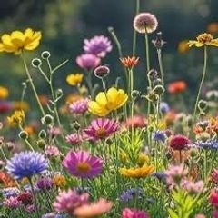 Butterfly seeds mix