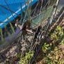 Fixie bike wheel set, lightweight. Image 2