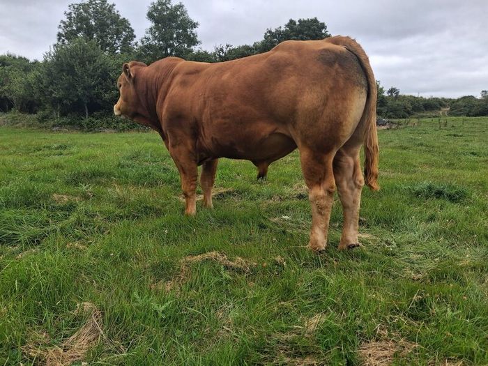 PB  Loyal Limousin Bull,