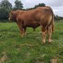 PB  Loyal Limousin Bull, Image 4
