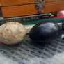 8 eggs, agate, stone, polished, beauties, D18 post 8e Image 3