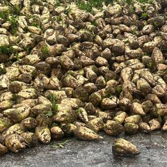 Fodder Beet