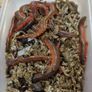 Fresh live ragworm Image 3