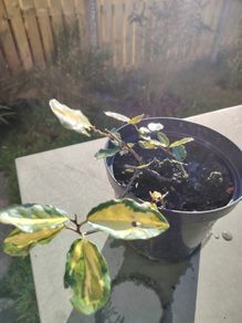 Plant