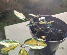 Plant