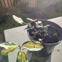 Plant