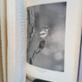 England's Birds by W. K. Richmond (PT37) Image 5