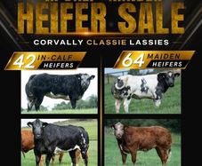 Show cattle - In Calf and Maiden Heifer sale
