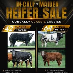 Show cattle - In Calf and Maiden Heifer sale