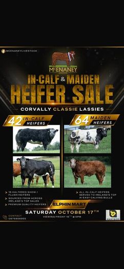 Show cattle - In Calf and Maiden Heifer sale
