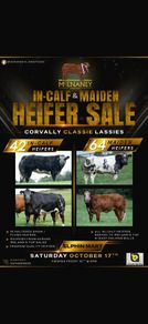 Elphin Mart- In Calf and Maiden Heifer sale
