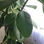 Ficus elastica Robusta  rubber plant Image 3