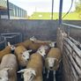 Texel ewe lambs & gimmers for sale privately Image 2