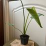 Monstera Deliciosa Image 8