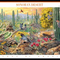 1999 USA American Nature of America: Sonoran Desert Commemorative Stamps Sheet Mint Never Hinged (MNH)