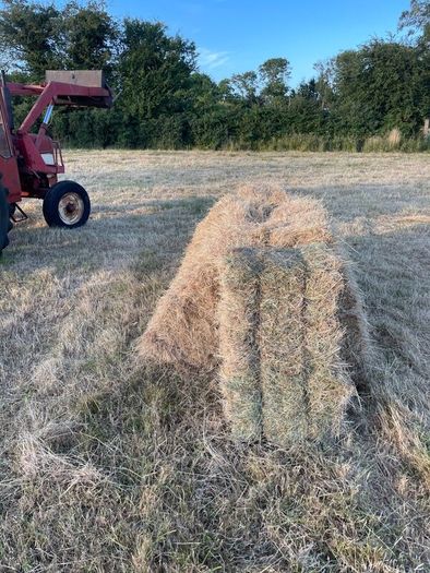 Hay