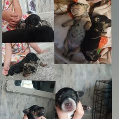 puppy