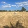 Hay Image 2
