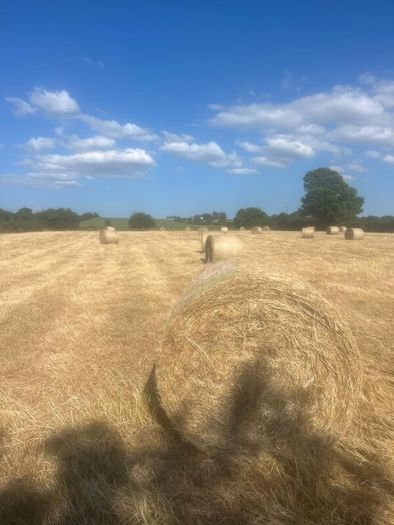 Hay