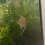 angel fish Image 2