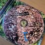 Witness Volume 1 Double CD Compilation Image 3