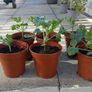 Brazilian Watermelon Plant Image 2