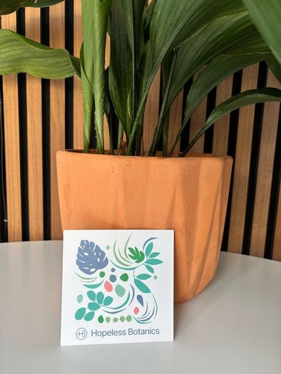 Cast Iron Plant in Terracotta Pot (40 cm Tall)